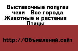 Выставочные попугаи чехи - Все города Животные и растения » Птицы   